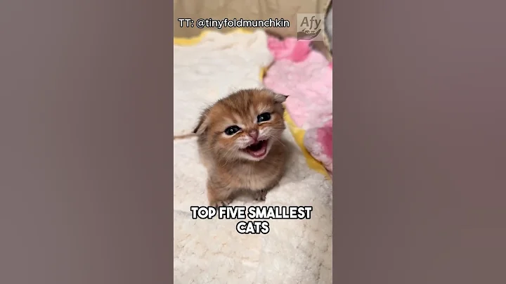 Video 5018451: cornish rex cat playing, smallest cat, legged cat