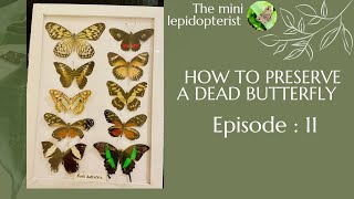 ( DIY )How to preserve a dead Butterfly