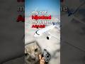 My Cat Hijacked My Airplane AGAIN!!!