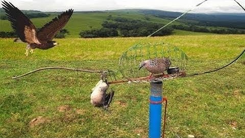 Awesome Quick Bird Trapping In Cambodia - The Best Bird Trap Homemade In Action