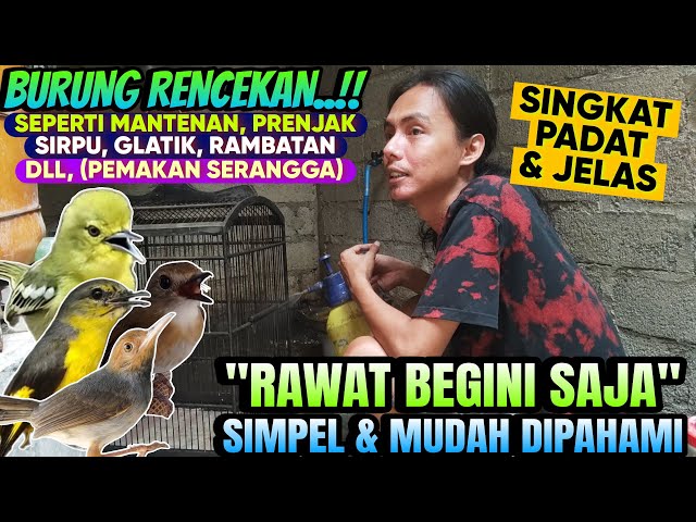 PAKAI CARA INI SAJA SIMPEL & MUDAH ‼️ SEMUA BURUNG RENCEKAN CUMA SAYA RAWAT BEGINI SAJA class=