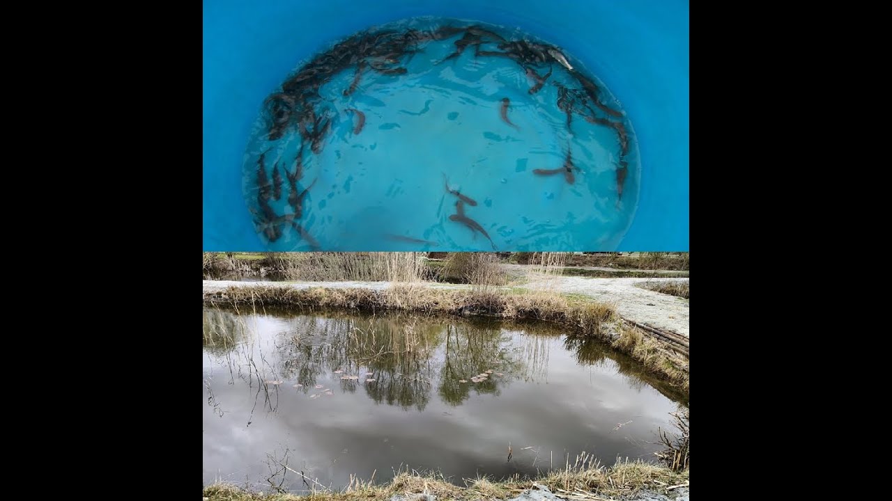 Neuer Besatz für den Teich Graskarpfen vom Koicenter Schafflund YouTube