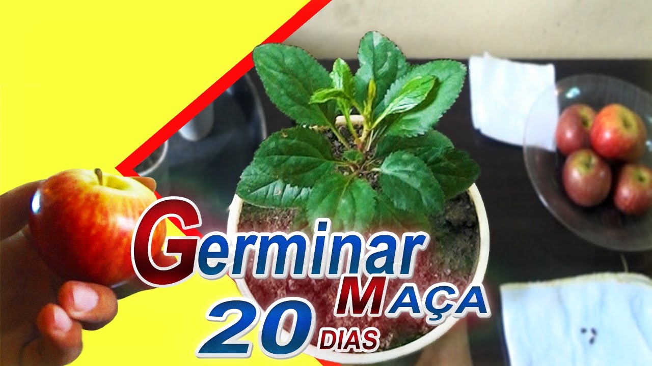 Como Plantar Maça (Germina mais Rapido) #20 DIAS