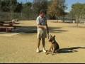 Basic Dog Training Tips : How to Train a Dog to Heel Basic Dog Training Tips : How to Train a Dog to Heel