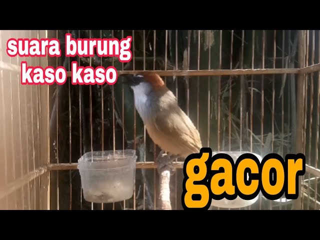 suara burung kaso kaso jantan gacor class=