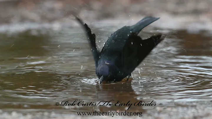 Euphagus cyanocephalus  BREWER'S BLACKBIRD foragin...