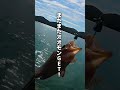 エギングロッドで自給自足をしています。 #釣り #fishing #エギング #エギングロッド