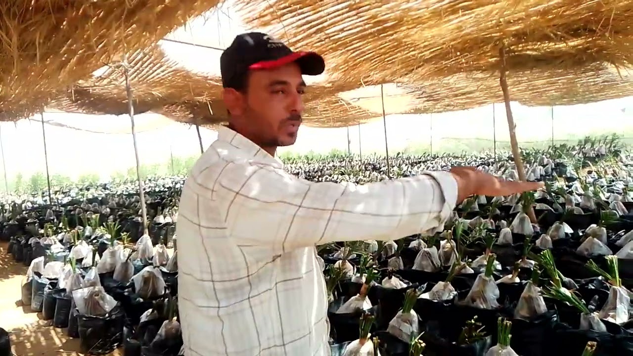 النخيل والجمال في مشتل اولاد عامر