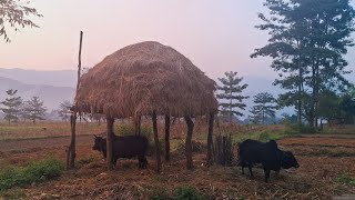 village life of Nepal || nepali mountain village lifestyle || iam misar