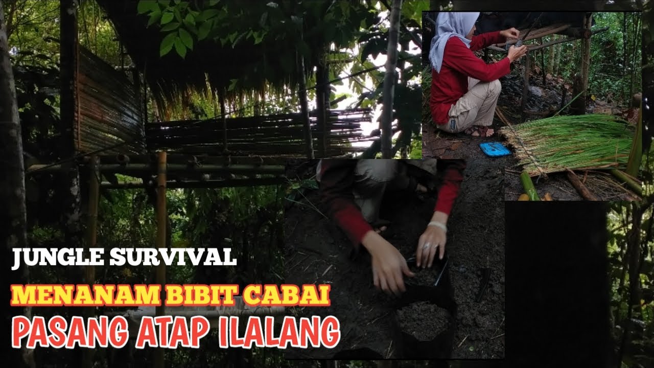 KEMBALI KERUMAH POHON DIHUTAN ?? MENANAM BIBIT CABAI DAN TOMAT DAN