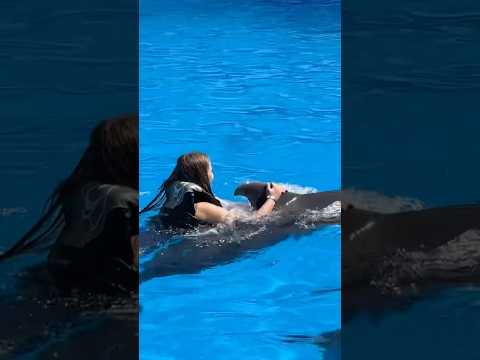 Я плаваю с дельфином🐬#варярындина #ryndinschannel #дельфин #dolphin #dolphinarium #дельфинарий