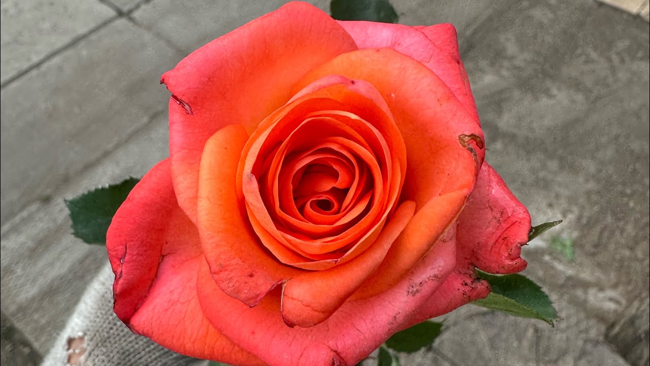 Придбав троянди, копчу рибу, готую солянку та відпочиваємо на дачі яка дісталась мені у спадщину