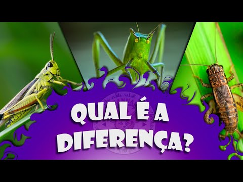 Vídeo: Diferença Entre Gafanhotos E Cigarras