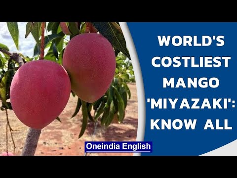 Miyazaki: World's costliest mango, sold at ₹2.70 lakh per Kg| Ruby-coloured mango | Oneindia News