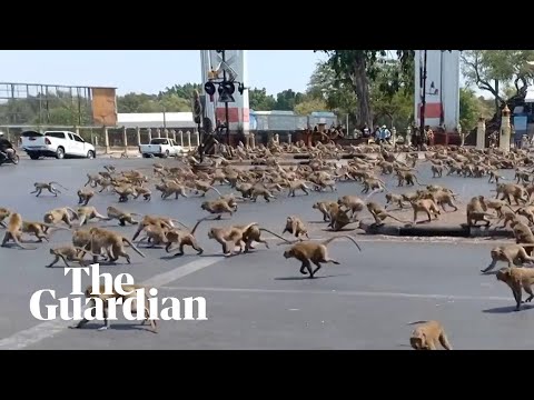 Hungry monkeys brawl over food as coronavirus hits tourism in Thailand