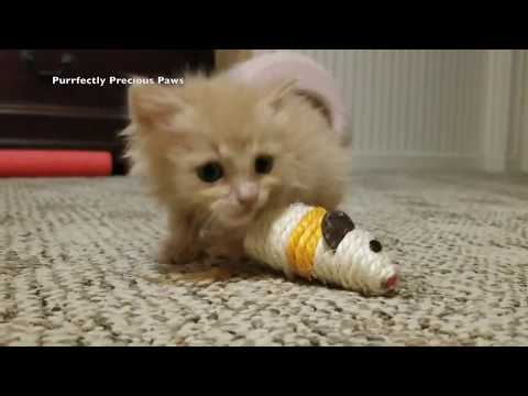 Hope the Tiny Rescued Kitten, Journey to Forever Home