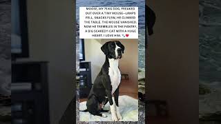 Moose Vs. The Tiny Mouse