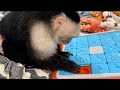 Monkey enrichment fun!