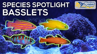 Species Spotlight: BASSLETS | With Hilary, Marine Biologist of WaterLoggedLife.com