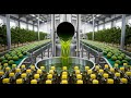 Massive Scale Avocado Oil Production Process & Factory Line