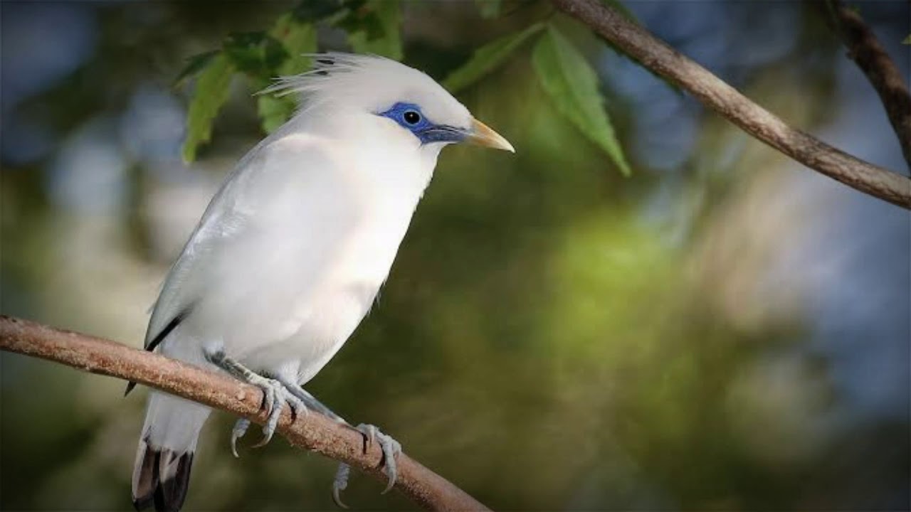 suara burung jalak mantap 