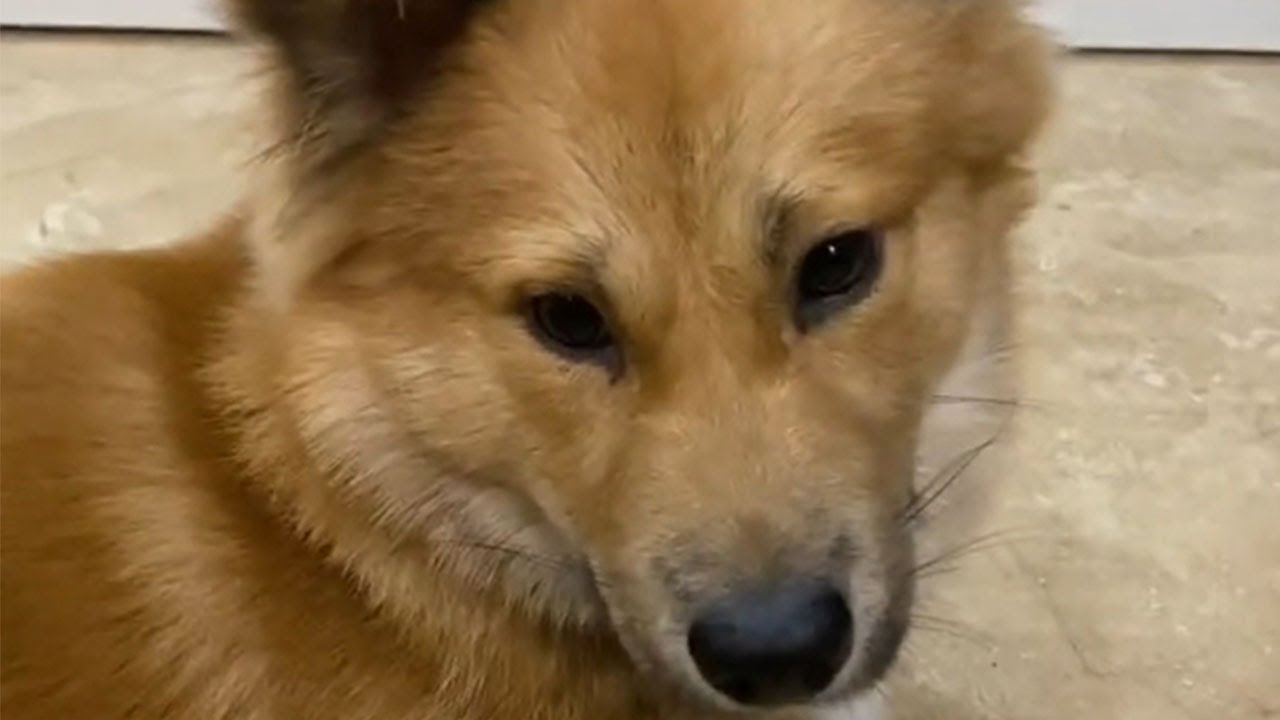 我撿的小狗眼裏全是我,真是太讓人心疼了#pets #萌寵 #狗狗 - YouTube