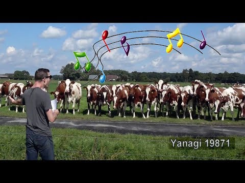 Live Burp Concert in Front of a Herd of Cows Part 2