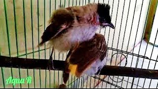 Burung Kutilang anak berbunyi