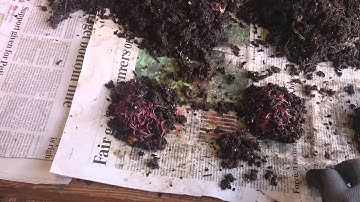 Harvesting Worms - Light method - 090715 MOV 0140