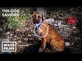 Local Hero Helps Hungry Dogs and Homeless People   The Dog Saviors