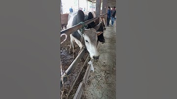 sapi lucu #shorts #cow #lembu #lucu #animals #conbò