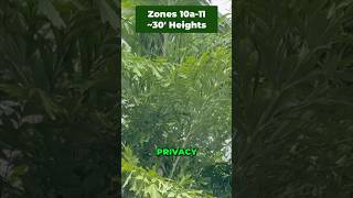 Do You Want A Palm For Privacy? Consider The Fishtail Palm