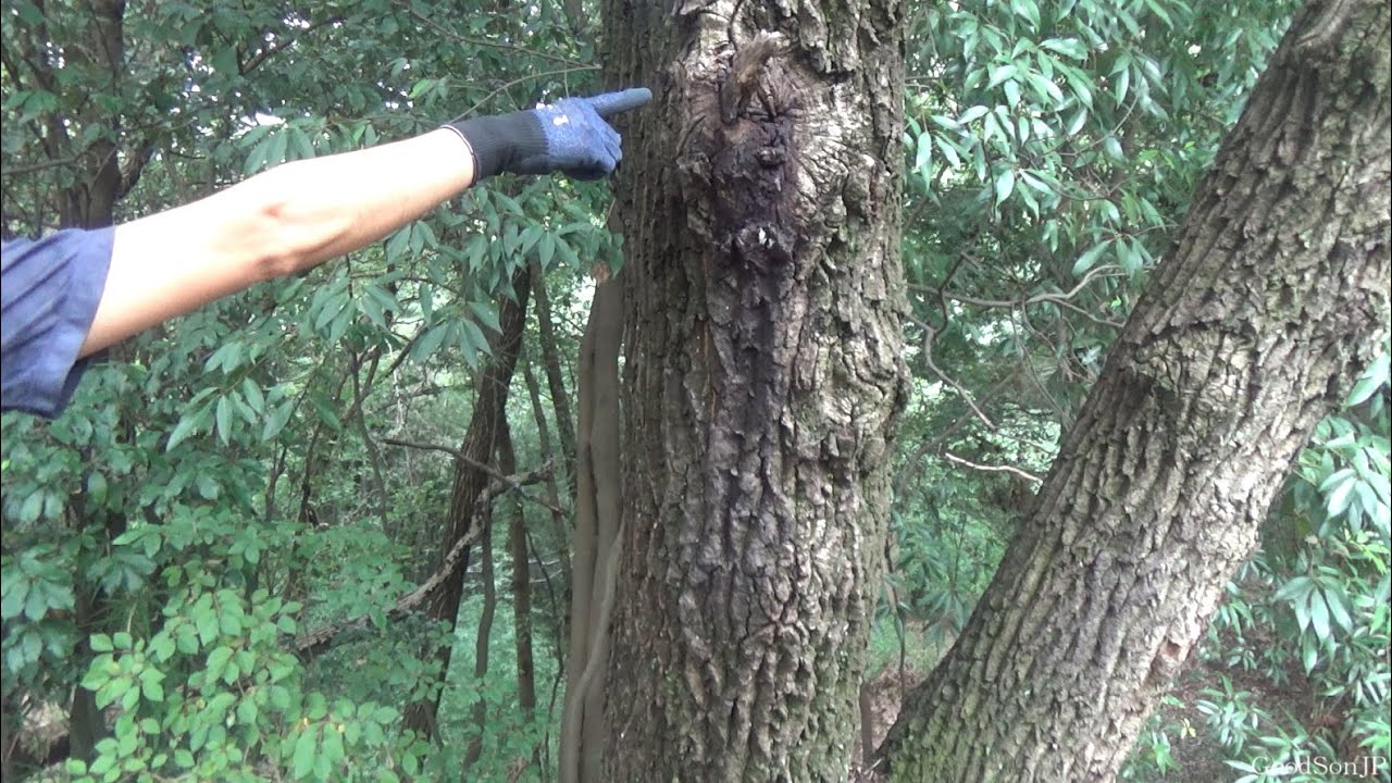 オオクワのレア産地で初めてのクワガタを発見！【2025年カブトムシ・クワガタ採集】