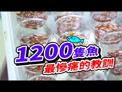 陣亡了1200條紅蓮燈魚......光是撈魚就花了我3小時😭 They Cost me 15,000 dollars, The fish doctor teach me the lesson.