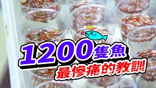 陣亡了1200條紅蓮燈魚......光是撈魚就花了我3小時 They Cost me 15,000 dollars, The fish doctor teach me the lesson.