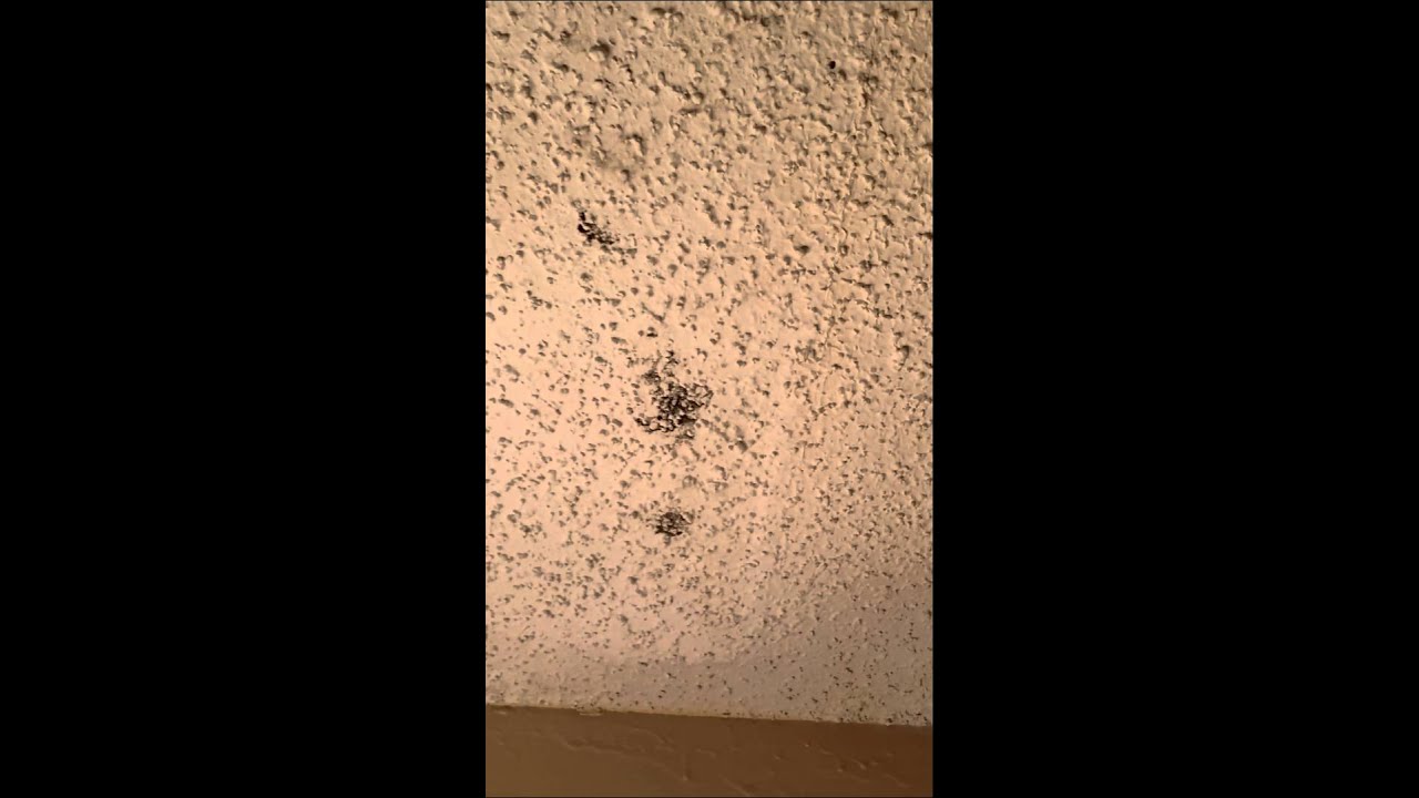 Possible black mold in my apartment YouTube