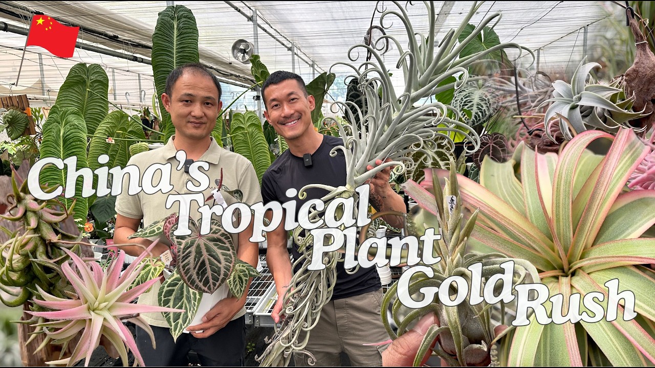 Увлекательная селекция и выращивание воздушных растений тилландсии в Китае 🇨🇳 Maoye, эпизод 1