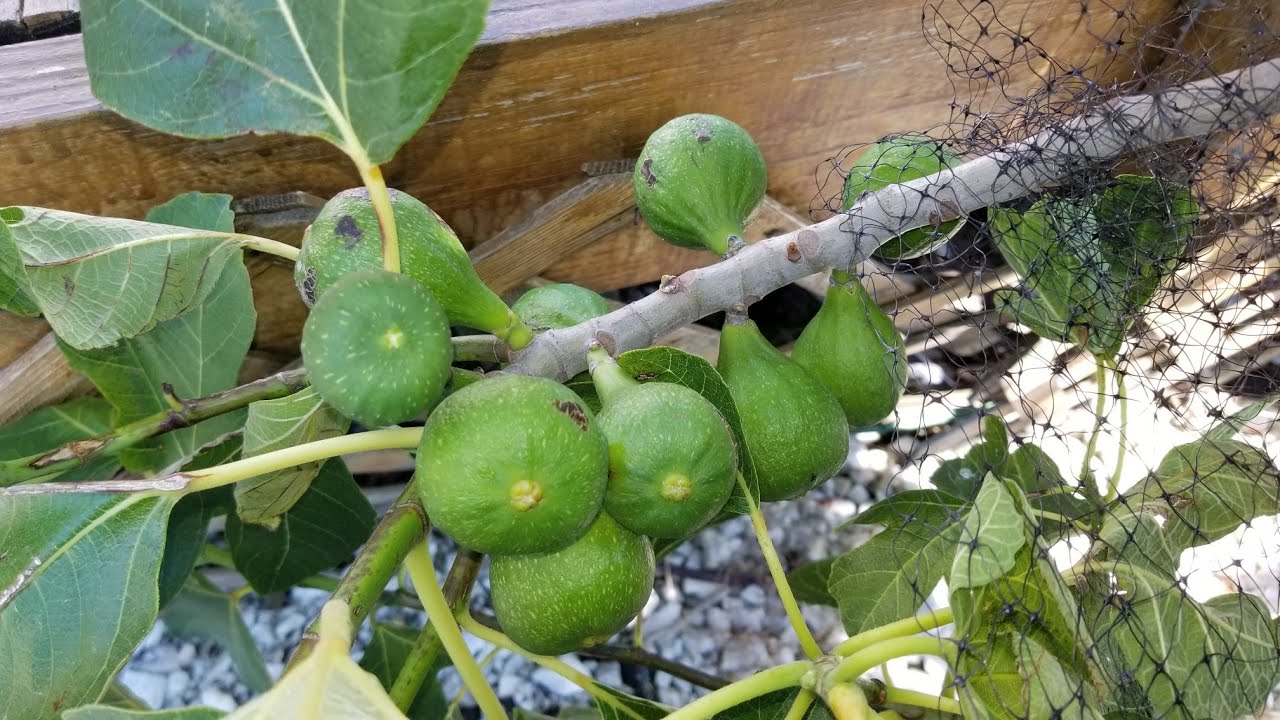 FIGS! TO PINCH OR NOT TO PINCH -THAT IS THE QUESTION???