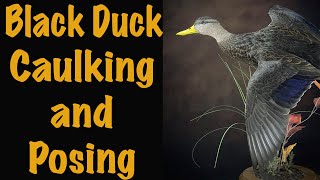 BLACK DUCK series part 4-6. How to Caulk, pose and groom... Art of Taxidermy. Information