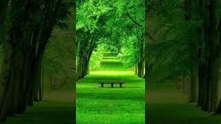 ❤️❤️🥰👍 #viralvideo #nature #shorts #explore #creativity