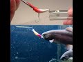 ルアーを見に来る魚さんはアタックしてくる魚の3～4倍ですこの見に来る魚さんをできる限りアタックに持ち込む為の音・カラーパターン・ターン数なのです！