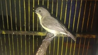 Suara Asli Burung Remetuk Laut Gacor Nyuling - Masteran PIKAT SIUR Paling Ampuh