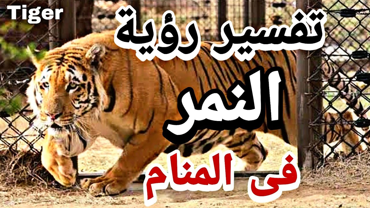 تفسير منام النمر ● رؤية النمر فى المنام