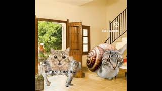 ikos disparem 👺👹 #cats #funny #chitpost #youtubeshorts