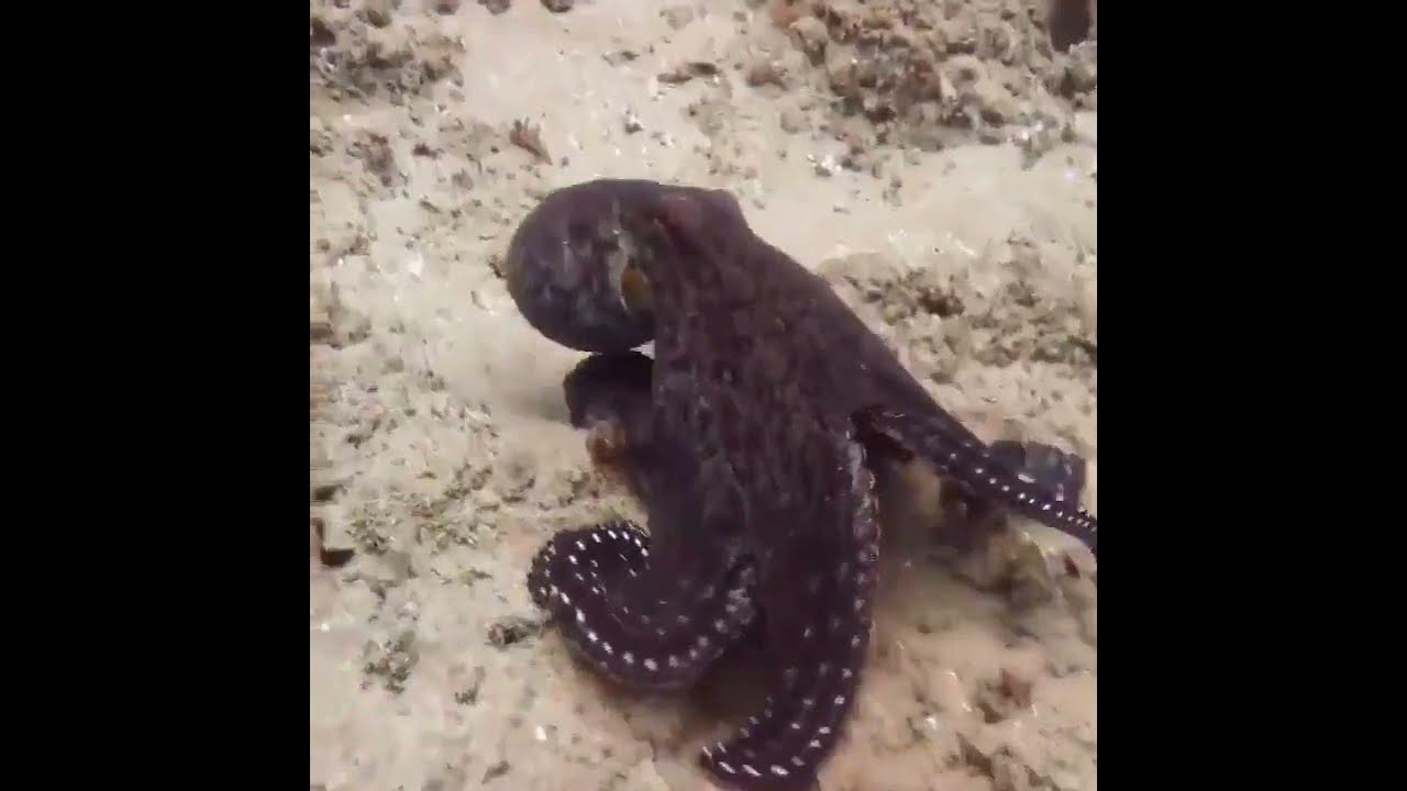 This is how octopuses use camouflage in the wild YouTube