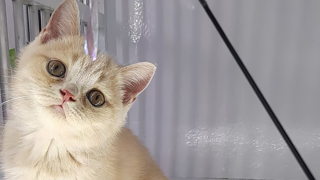 Kucing ras BSH,ready desember - YouTube