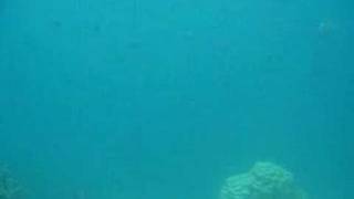 Snorkeling At A Pearl Farm On Raiatea, French Polynesia