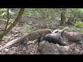 Komodo attacks the wild boar king