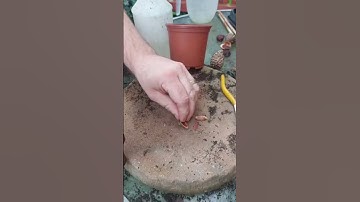 Thumbnail of How to grow a Plum tree from a seed