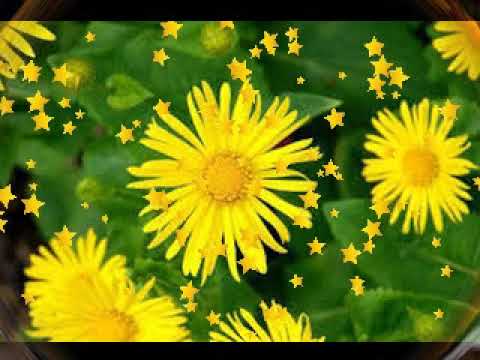 “ქრიზანთემები“ მაია სიჭინავა /Author songs maia sitchinava